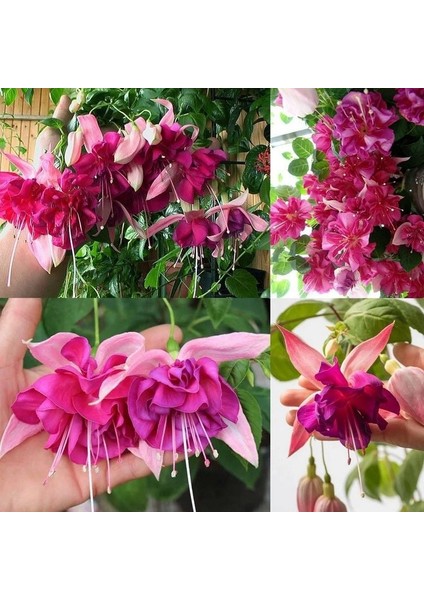 Xxl Dev Çeçekli Bella Rosella Küpe Çiçeği Fidesi(1 Adet)