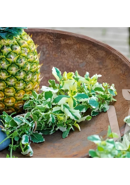 Saksılık Geniş Yapraklı Pinedo Ananas Kokulu  Nane Fidesi (2 Adet)