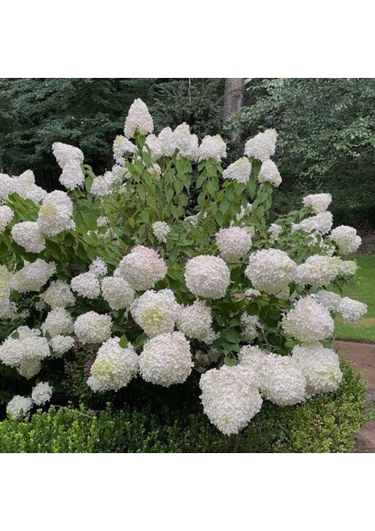 Soğuklara Dayanıklı Hydrangea Anomala Silver Dollar Ortanca Fidanı