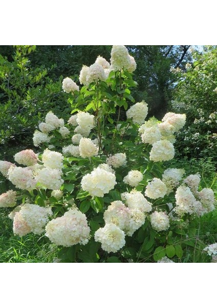 Soğuklara Dayanıklı Hydrangea Anomala Silver Dollar Ortanca Fidanı