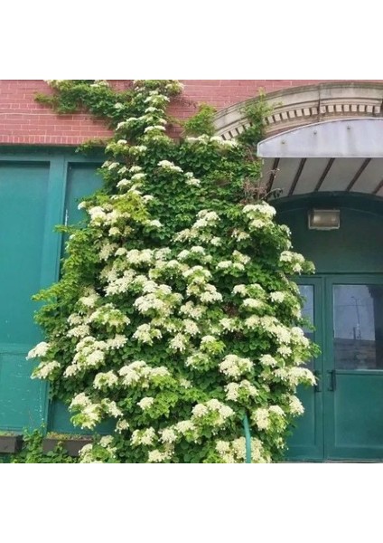 Soğuklara Dayanıklı Hydrangea Anomala Petiolaris Beyaz Kokulu Çiçekli Sarmaşık Ortanca Fidanı