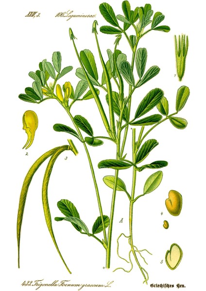 Çemen Otu Sirkesi/fenugreek Vinegar (Doğal Fermente Canlı Sirke / Nat. Ferm./ 500 ml) fiyatları