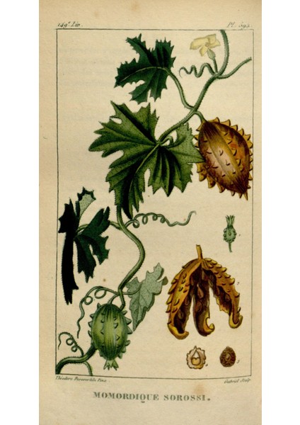 Kudret Narı Sirkesi/bitter Melon Vinegar (Doğal Fermente Canlı Sirke / Nat. Ferm./ 500 ml) fiyatları