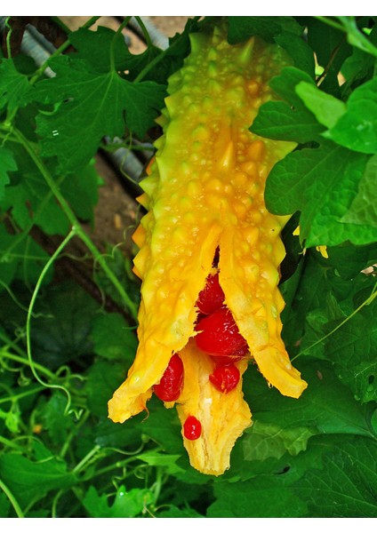 Kudret Narı Sirkesi/bitter Melon Vinegar (Doğal Fermente Canlı Sirke / Nat. Ferm./ 500 ml) modelleri