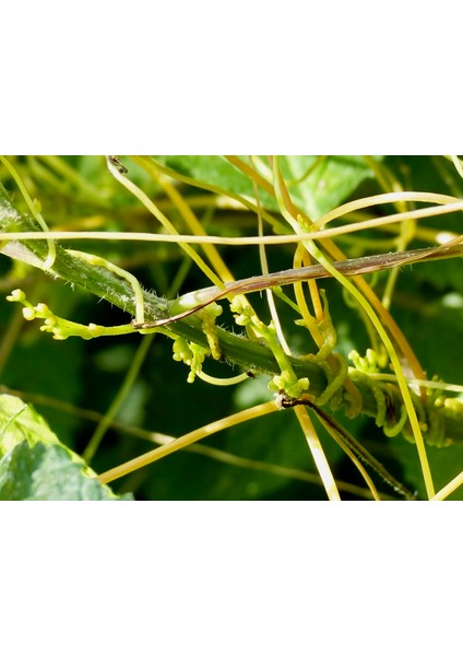 Ikşut Otu Sirkesi/cuscuta Convolvulaceae Vinegar (Doğal Fermente Canlı Sirke / Nat. Ferm./ 500 ml)