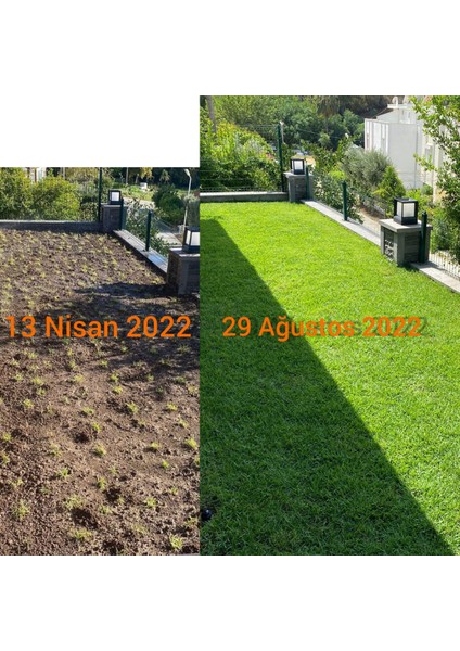 Bahçem Elit Zoysia Japonica Çim Fidesi 16 M2 Için 252 Adet 84'lük viol