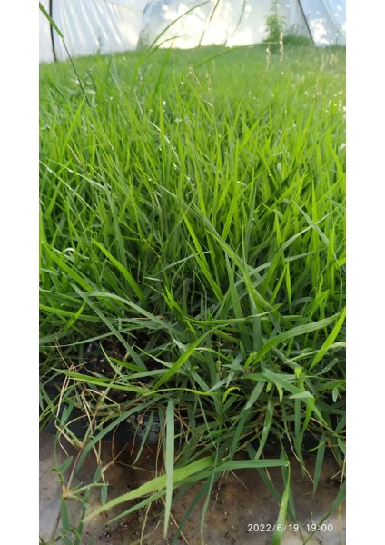 Bahçem Elit Zoysia Japonica Çim Fidesi 27 M2 Için 432 Adet 72 lik viol