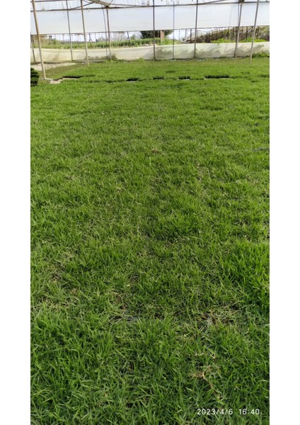 Bahçem Elit Zoysia Japonica Çim Fidesi 27 M2 Için 432 Adet 72 lik viol