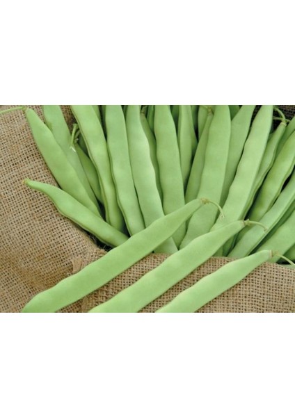 Kardelen Oturak Şeker Fasulyesi (Ilaçlı) 50 gr (Ort 125 Adet Tohum)