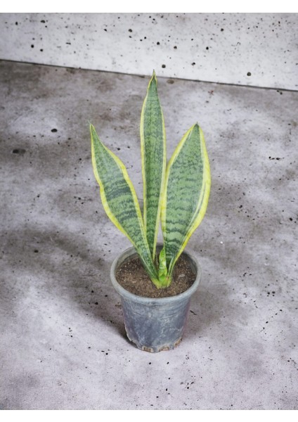 Paşa Kılıcı Peygamber Kılıç Çiçeği (Sansevieria Trifasciata) Ev Ofis Salon Bitkisi 40-50 cm Tek Kök