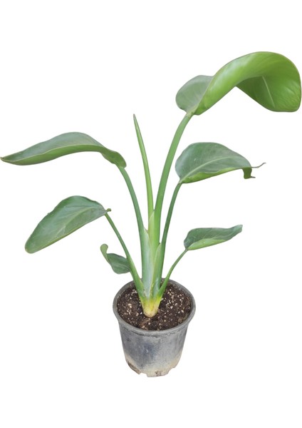 Starliçe Cennet Kuşu Çiçeği Büyük Yapraklı Canlı Ev Ofis Salon Bitkisi 70-90 cm