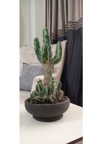 Mavi Süt Kaktüsü Süt Ağacı Dekoratif Saksıda Euphorbia Polyacantha indirimleri