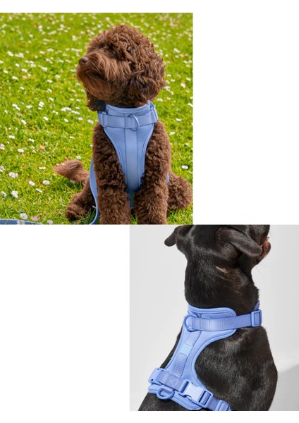 '' Fancy '' 4 Parça Köpek Gezdirme Seti - Amerika'nın En Meşhur Köpek Gezdirme Seti