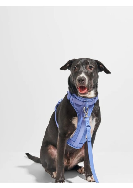'' Fancy '' 4 Parça Köpek Gezdirme Seti - Amerika'nın En Meşhur Köpek Gezdirme Seti