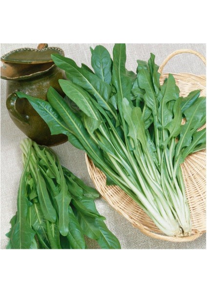 Endive Catalogna Emerald Tohumu (100 tohum)