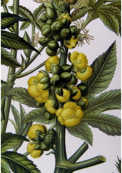 Hınd Yağı 1 kg modelleri