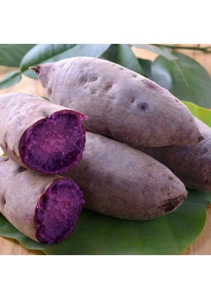 Papas Deep Purple Tatlı Patates Fidesi(1 Adet)