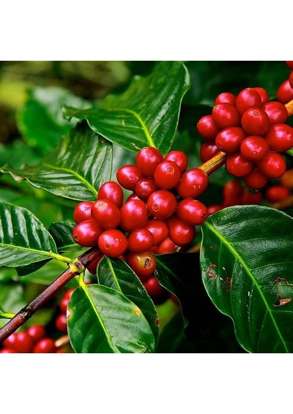 Bol Yavrulu Çoklu Dikim Saksıda Özel Üretim Ithal Kahve Fidanı