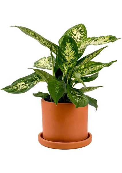 Difenbahya Bitkisi (Dieffenbachia Compacta) Ruby Terra Cotta Saksılı 30-40CM