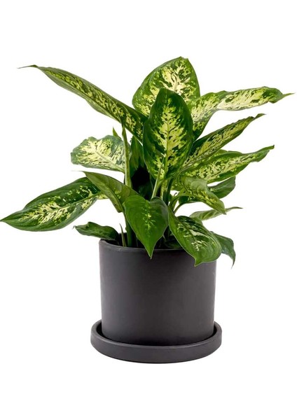 Difenbahya Bitkisi (Dieffenbachia Compacta) Ruby Antrasit Saksılı 30-40CM
