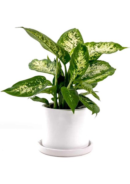 Difenbahya Bitkisi (Dieffenbachia Compacta) Ruby Beyaz Saksılı 30-40CM