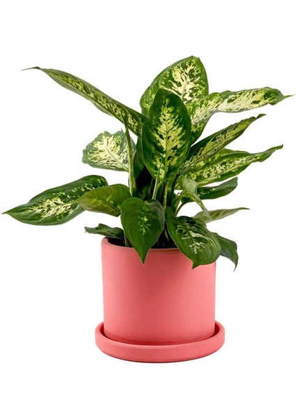 Difenbahya Bitkisi (Dieffenbachia Compacta) Ruby Pembe Saksılı 30-40CM