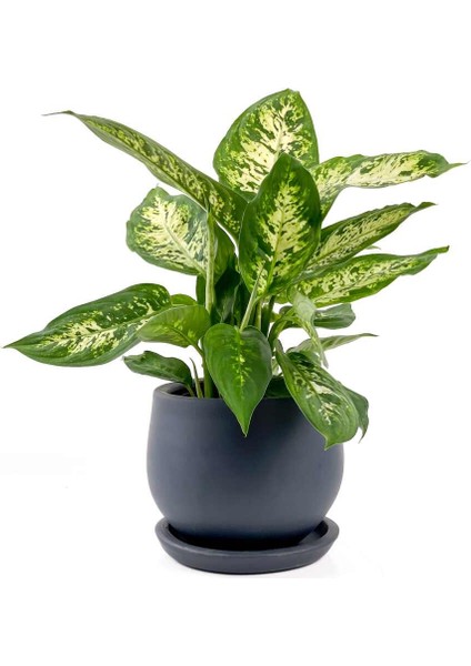 Difenbahya Bitkisi (Dieffenbachia Compacta) Curvy Antrasit Saksılı 30-40CM