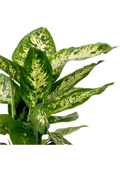 Difenbahya Bitkisi (Dieffenbachia Compacta) Curvy Antrasit Saksılı 30-40CM fiyatları