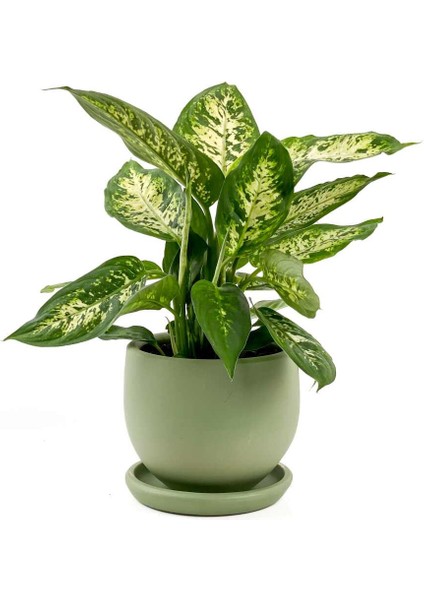 Difenbahya Bitkisi (Dieffenbachia Compacta) Curvy Yeşil Saksılı 30-40CM