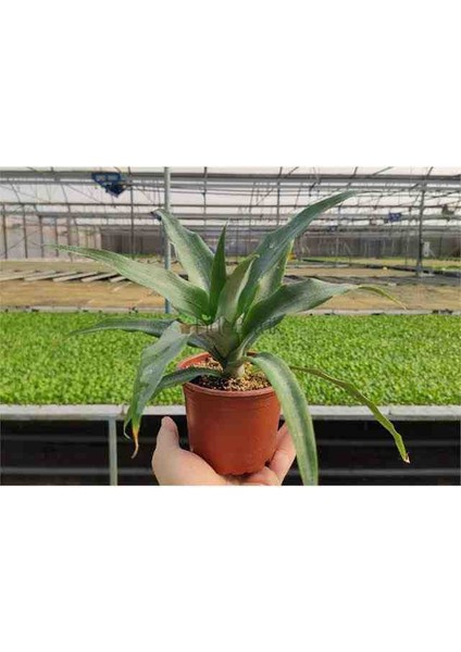 Ananas Fidanı Saksıda 1 Adet