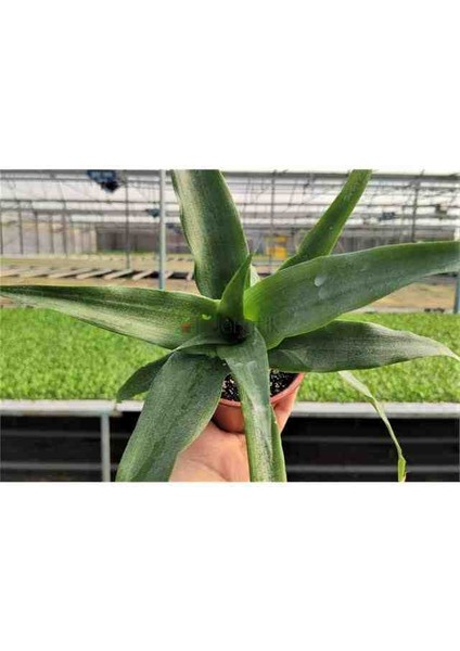 Ananas Fidanı Saksıda 1 Adet