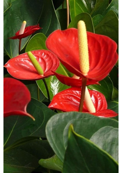 Antoryum Flamingo Çiçeği