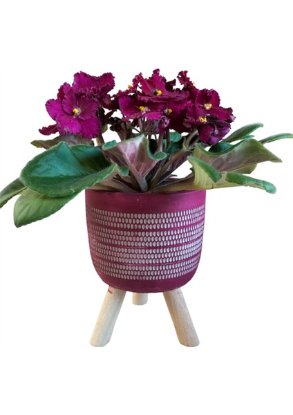 Bordo Menekşe Ayaklı Bordo Saksıda