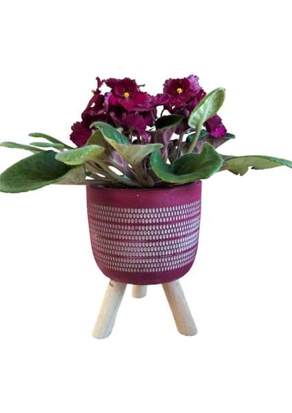 Bordo Menekşe Ayaklı Bordo Saksıda modelleri