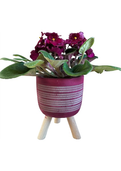 Bordo Menekşe Ayaklı Bordo Saksıda fırsatları