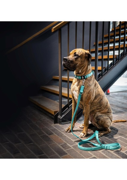 Matrix 2.0 Köpek Gezdirme Kayışı - Turquoise (L)