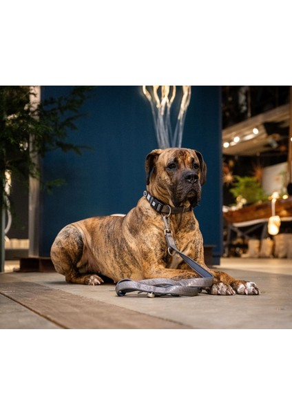 Matrix 2.0 Köpek Gezdirme Kayışı - Stone (L)