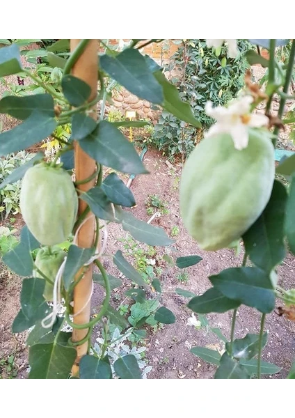 Ağaç Bamyası (Araujia Sericifera) Fidesi 90-140 cm