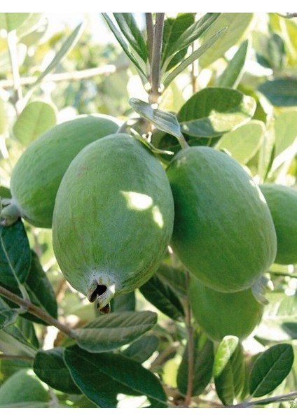 Ağaç Bamyası (Araujia Sericifera) Fidesi 90-140 cm