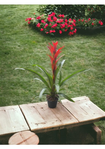 Guzmania Kırmızı Guzmanya Çiçeği 45-50 cm Canlı Ev Ofis Salon Bitkisi