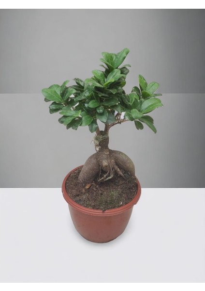 Mini Ficus Ginseng Bonsai Canlı Ev Ofis Salon Bitkisi