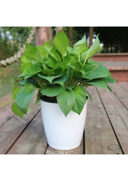 Bonsai Saksısı Hafif Tembel Tip Çatlama Önleyici Ekici Saksı (Yurt Dışından)