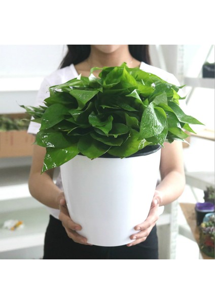 Bonsai Saksısı Hafif Tembel Tip Çatlama Önleyici Ekici Saksı (Yurt Dışından)
