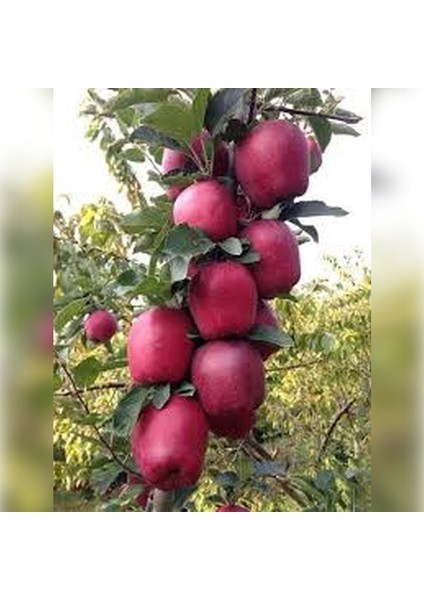 Adana Can Erik Fidanı 150-180 cm