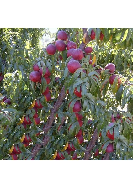 Şeftali Fidanı ( Spring Lady Erkenci  ) 120-180 Cm,tüplü/saksılı