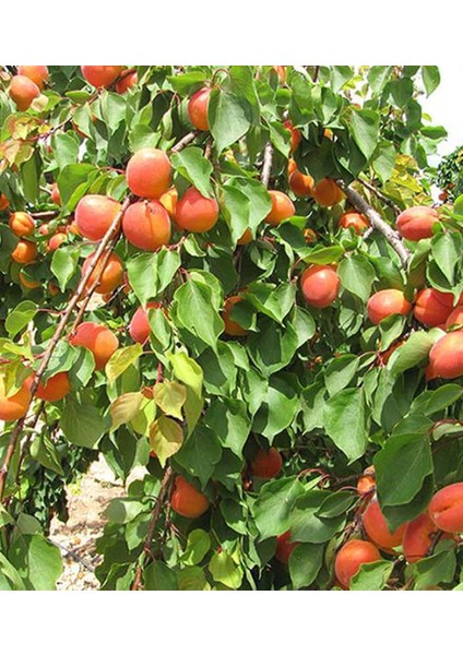 Kayısı (Mogador-Matador ) 220-250 cm Tüplü fırsatları