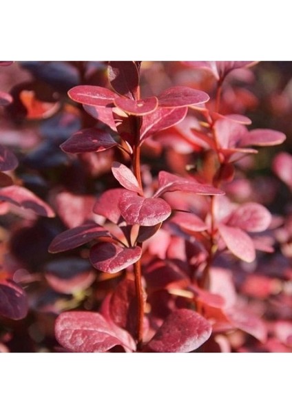 Berberis Thunbergii Red Rocket (Red Roket Kadıntuzluğu) 25-40 cm