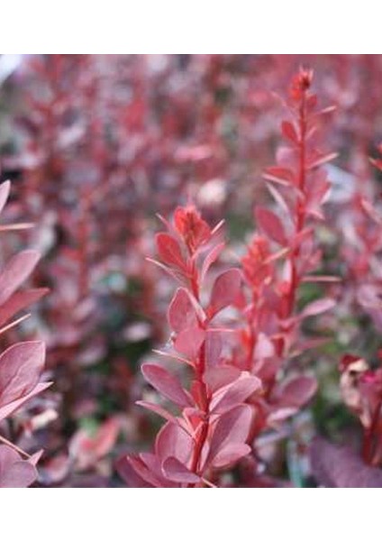 Berberis Thunbergii Red Rocket (Red Roket Kadıntuzluğu) 25-40 cm