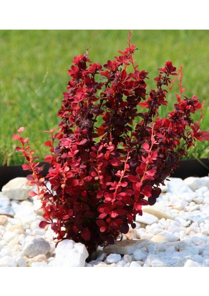 Berberis Thunbergii Red Rocket (Red Roket Kadıntuzluğu) 25-40 cm