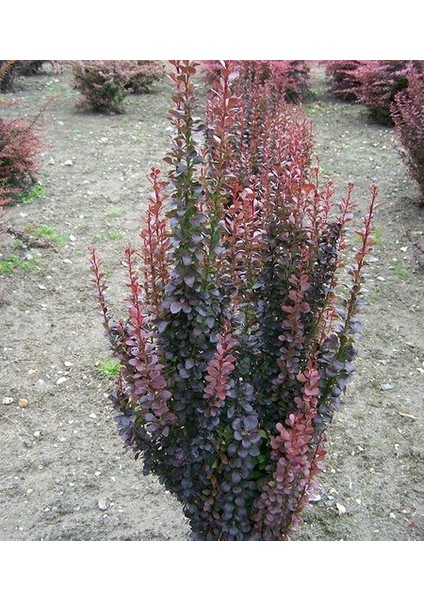 Berberis Thunbergii Red Rocket (Red Roket Kadıntuzluğu) 25-40 cm